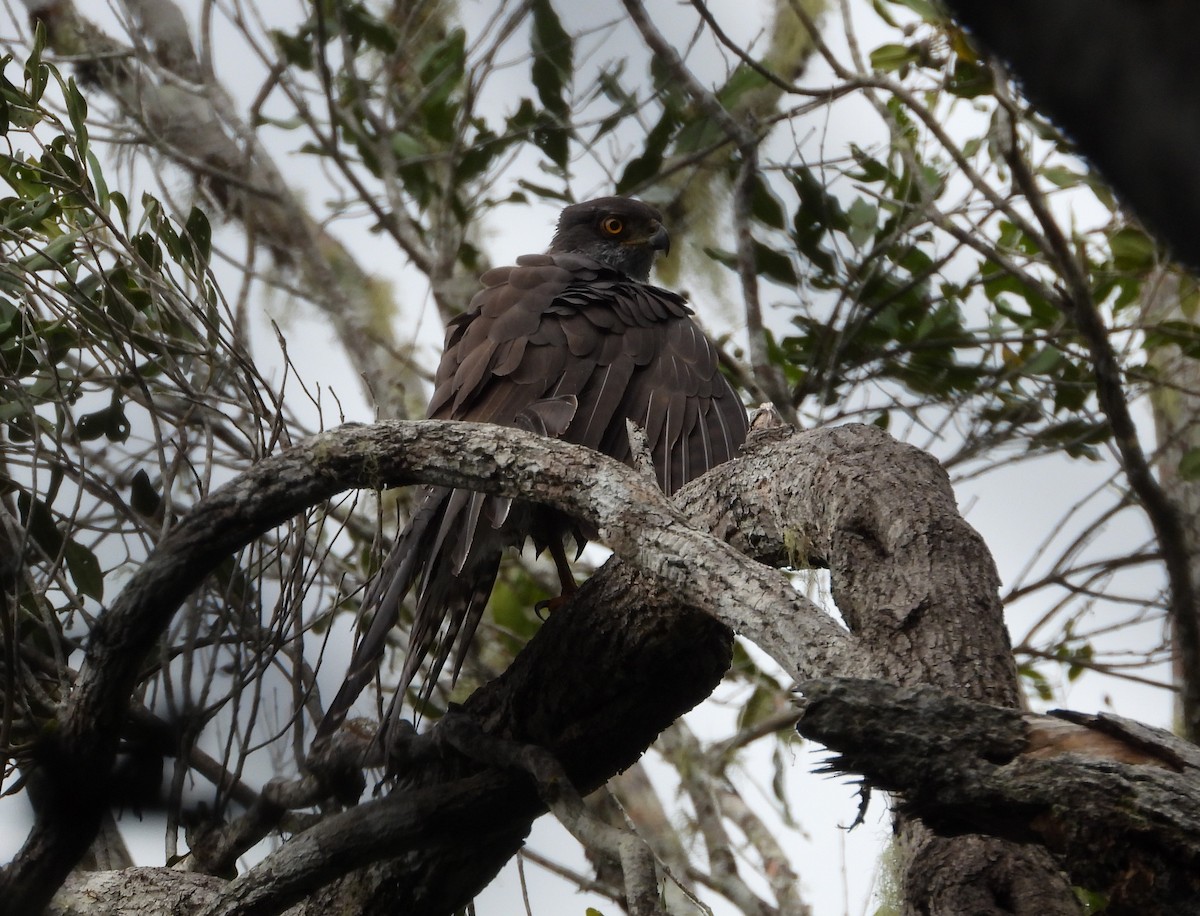 Henst's Goshawk - ML623704939