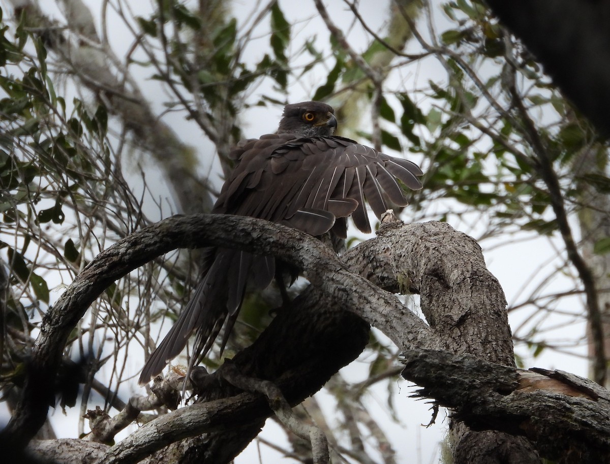 Henst's Goshawk - ML623704940