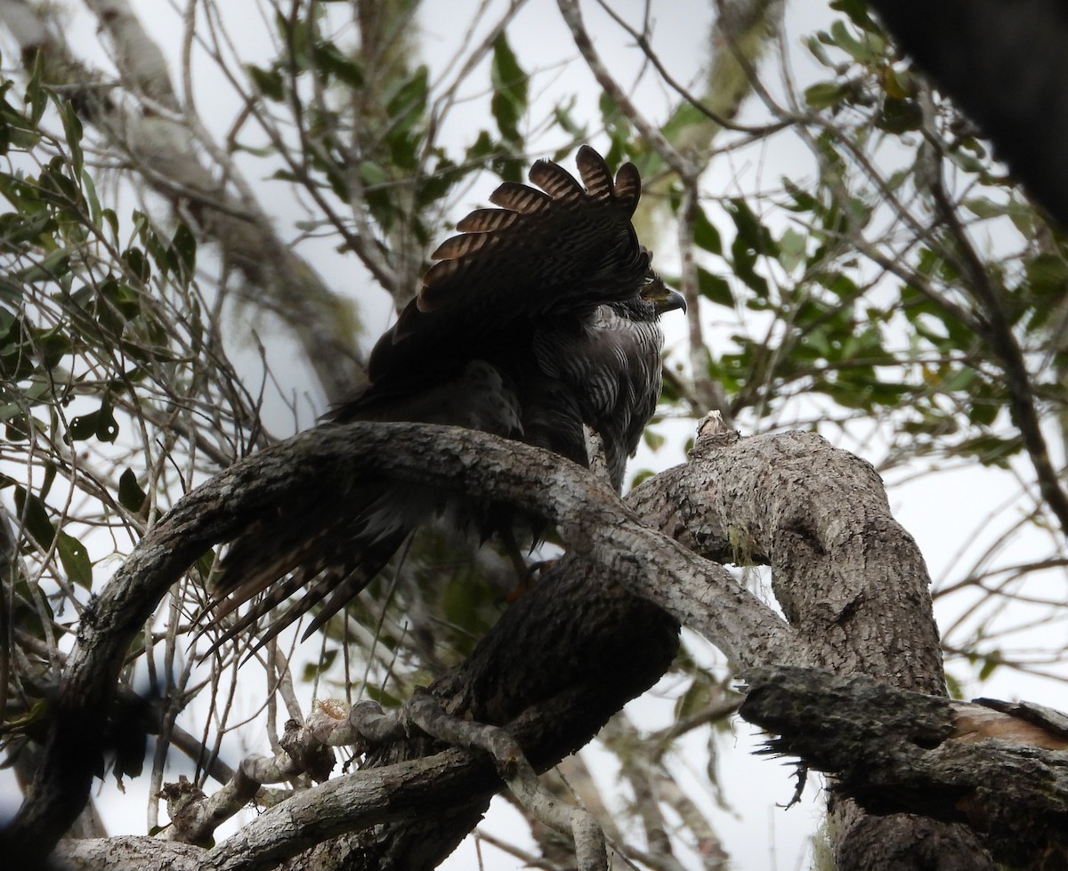 Henst's Goshawk - ML623704942
