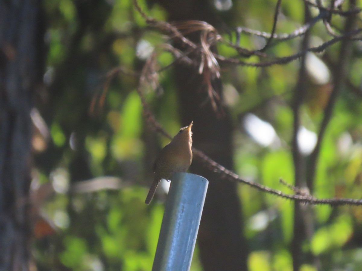 House Wren (Brown-throated) - ML623704952