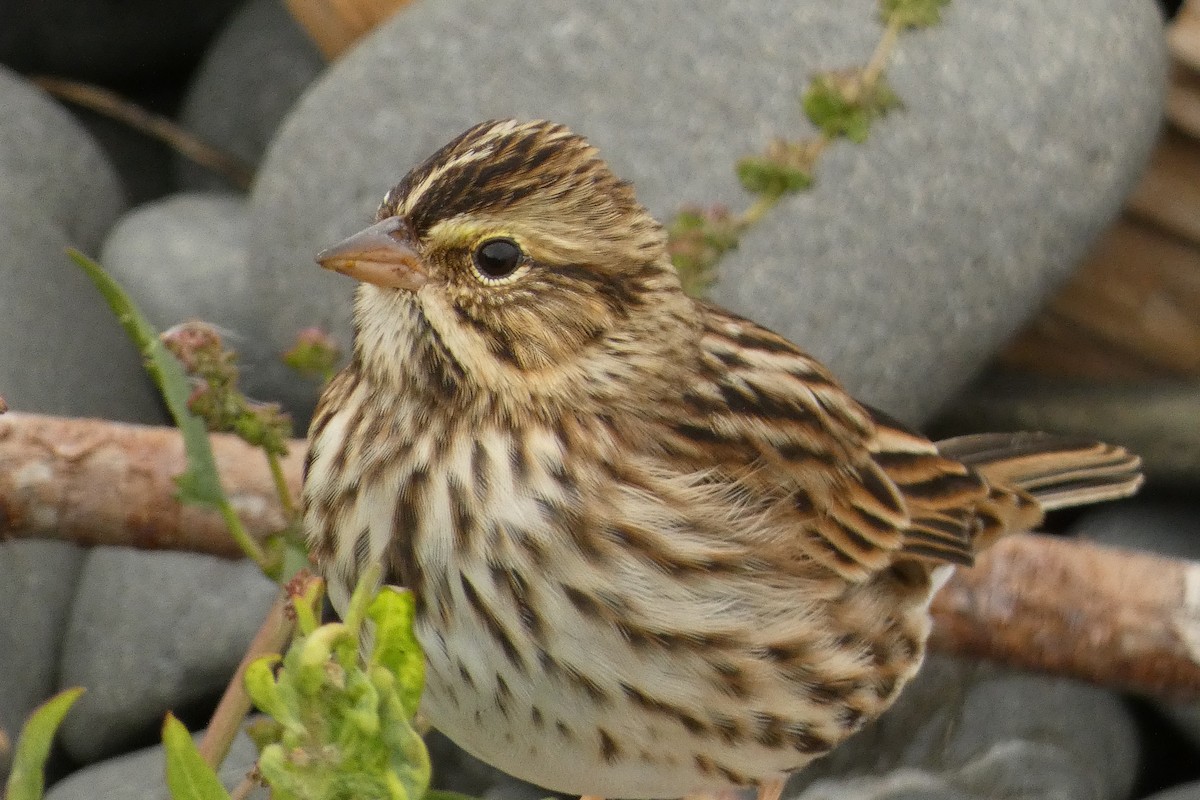 Savannah Sparrow - ML623704962