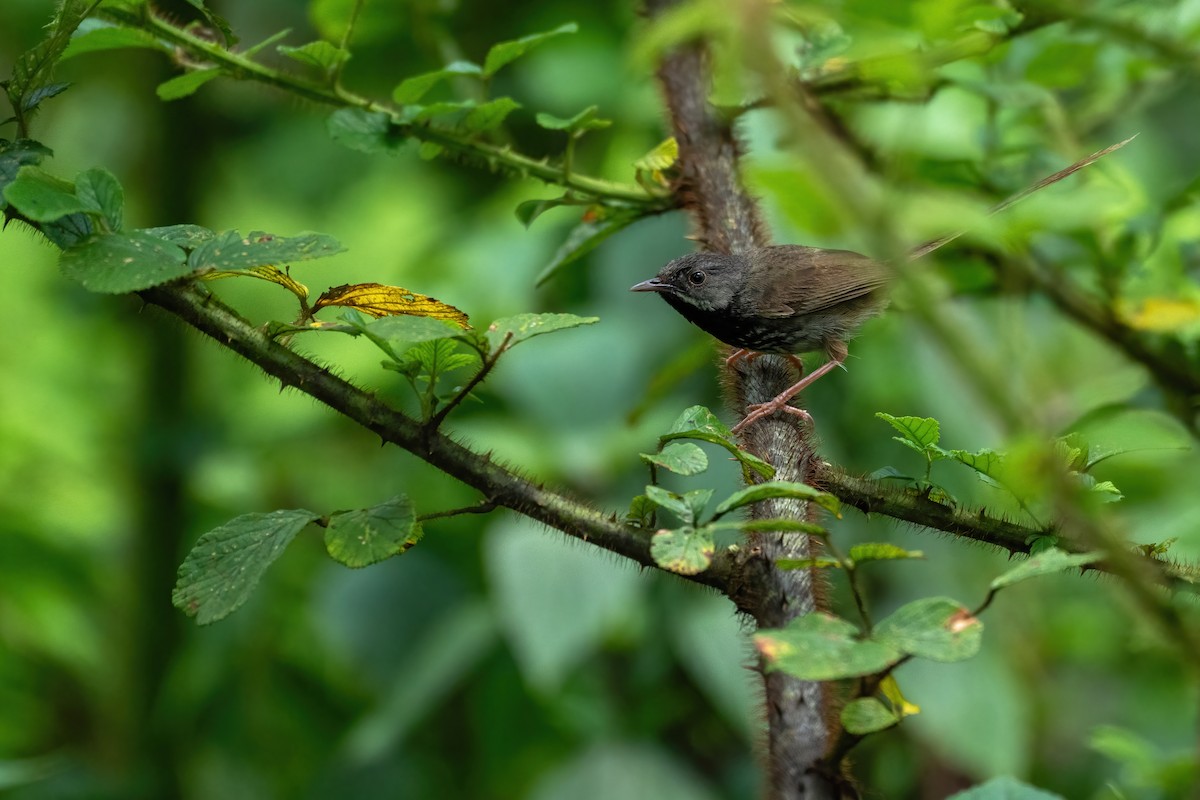 Black-throated Prinia - ML623704969