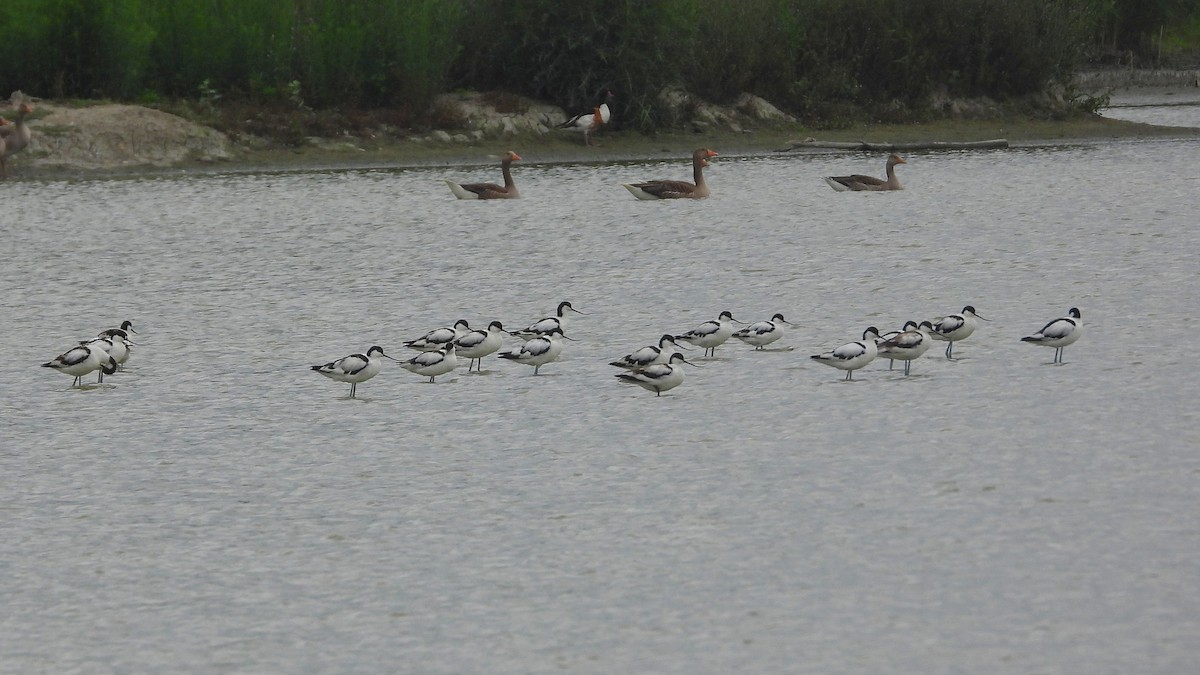 Pied Avocet - Patrik Spáčil