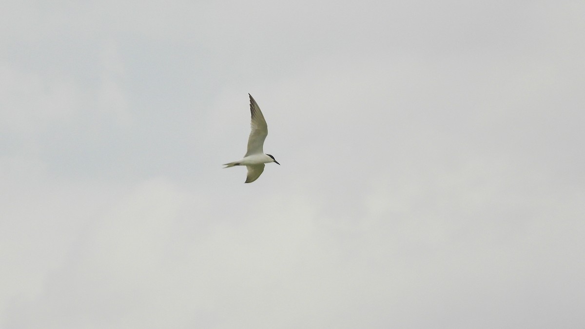 Gull-billed Tern - Patrik Spáčil