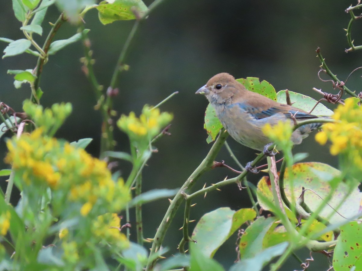 Indigo Bunting - ML623704999