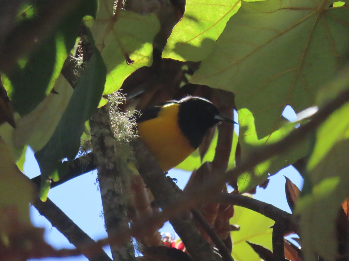 Black-vented Oriole - ML623705019