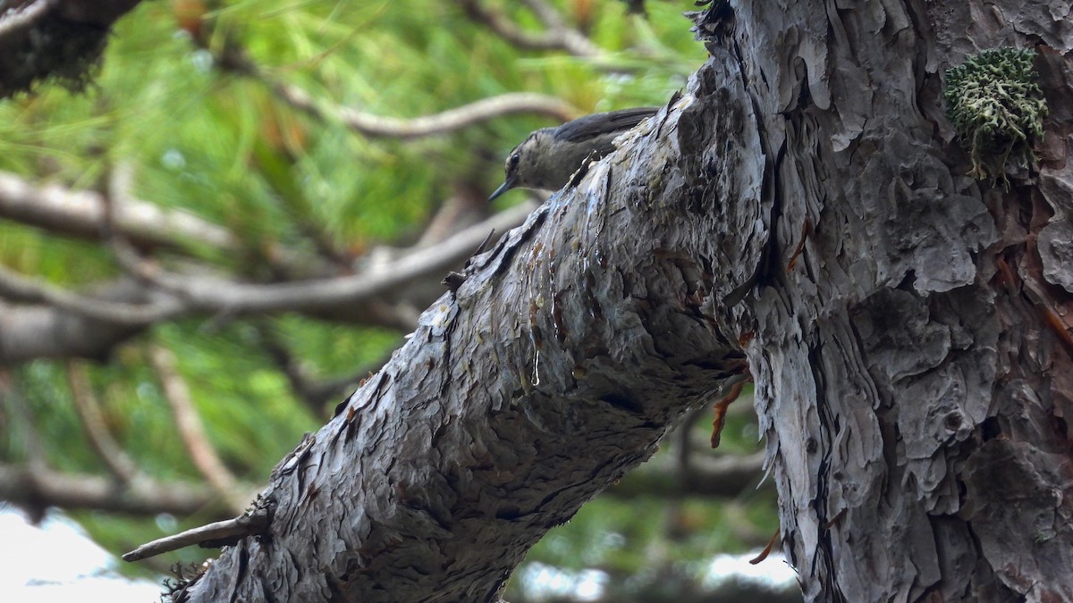 Corsican Nuthatch - ML623705027