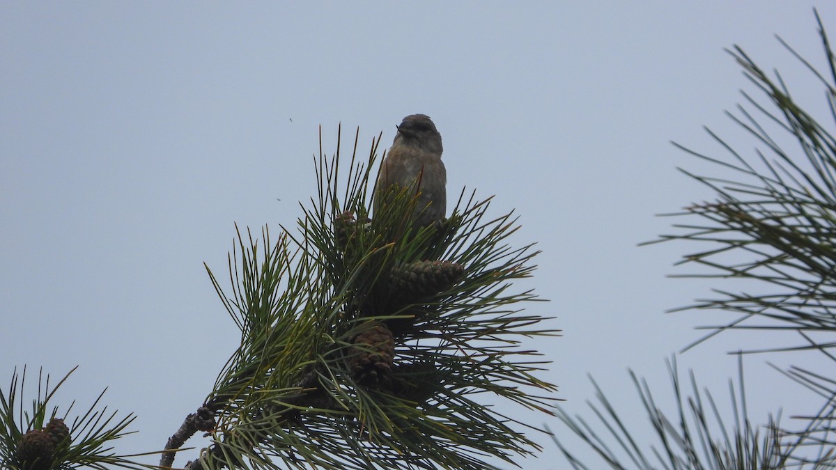 Red Crossbill (Corsican) - ML623705042