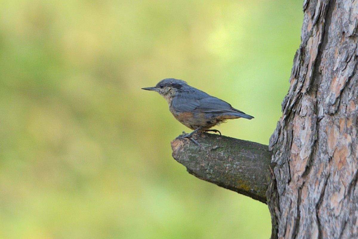 Kashmir Nuthatch - ML623705044