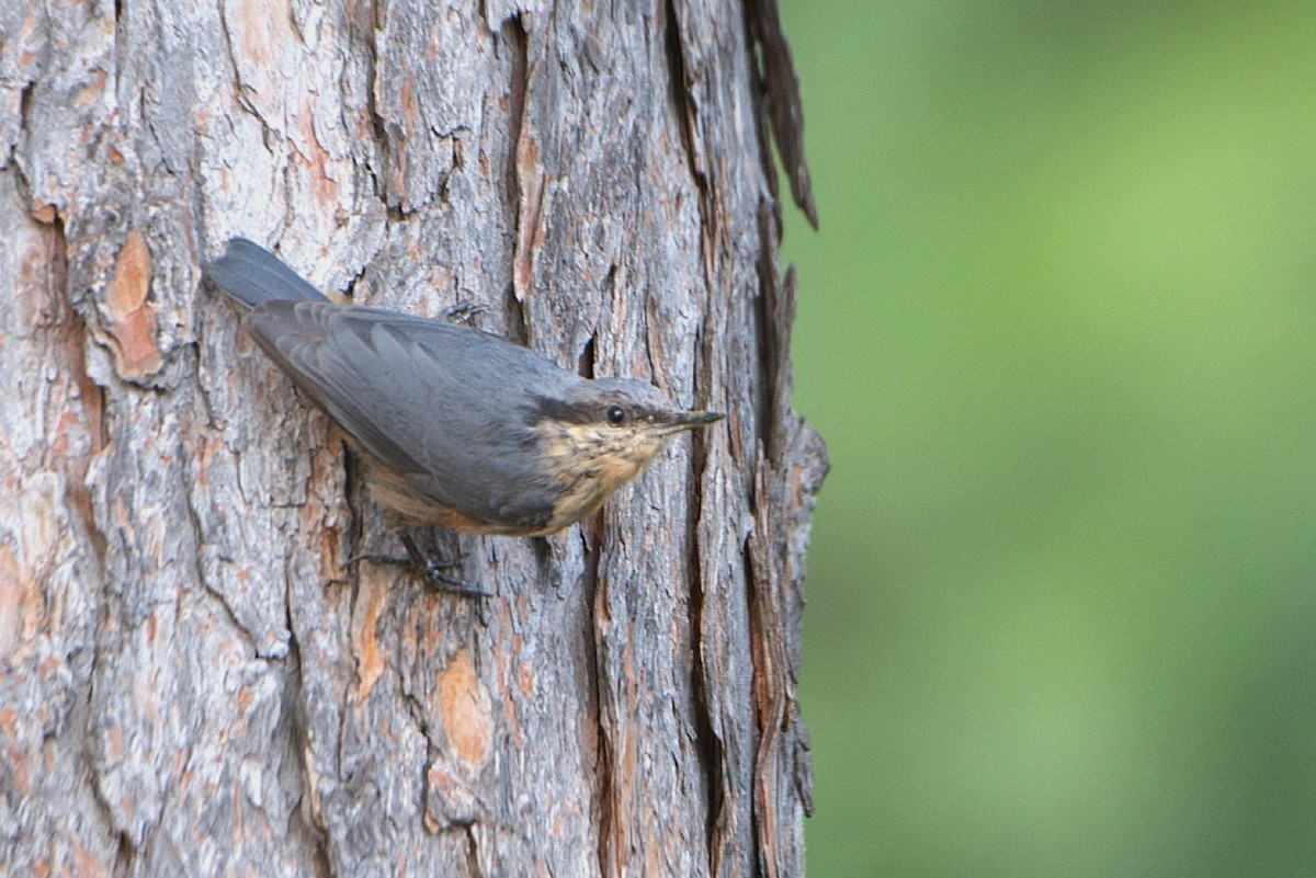 Kashmir Nuthatch - ML623705045