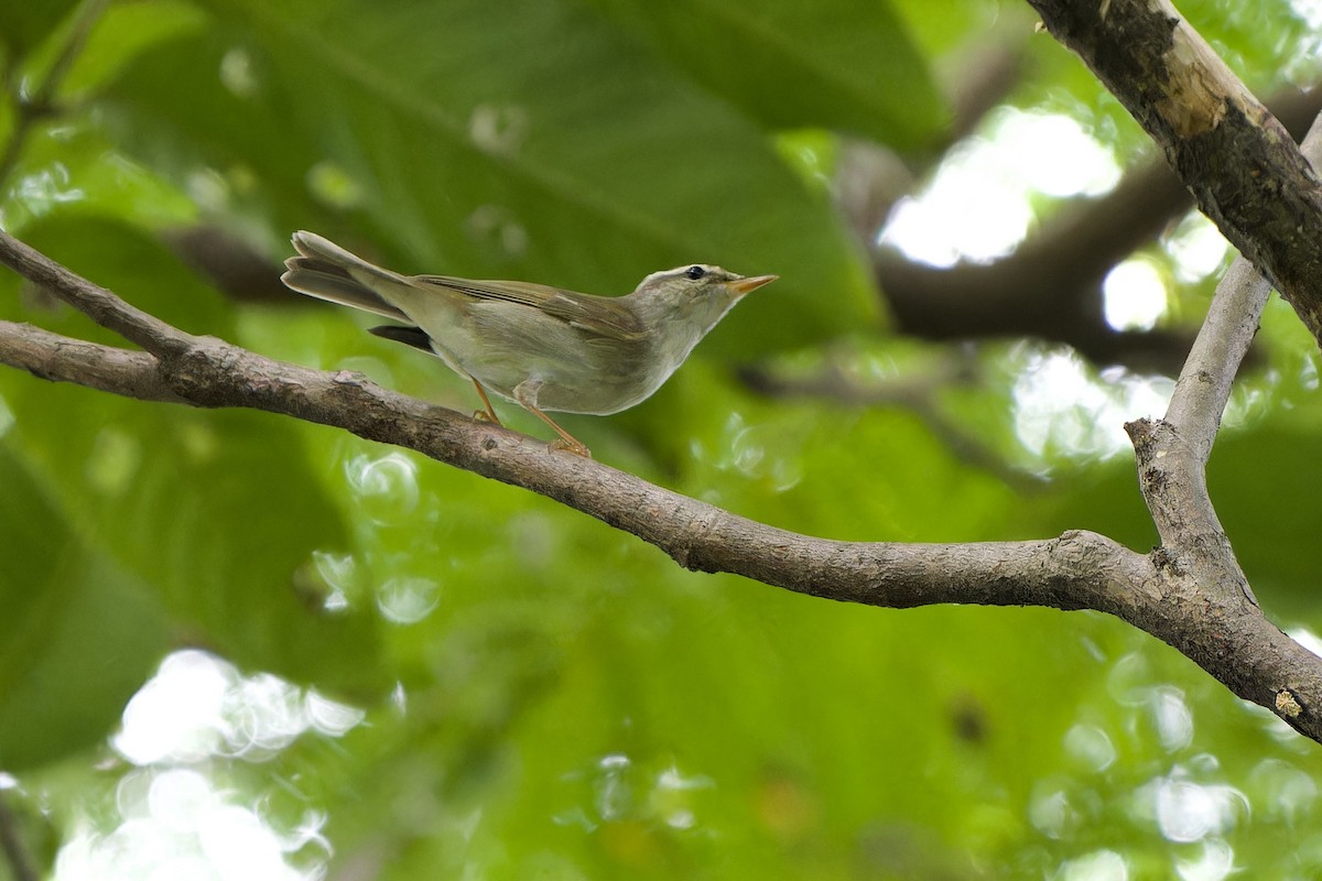 Arctic Warbler - ML623705050