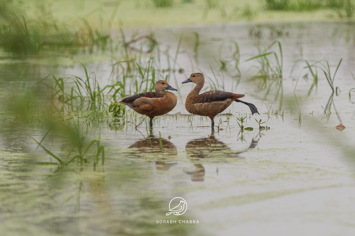 Lesser Whistling-Duck - ML623705107