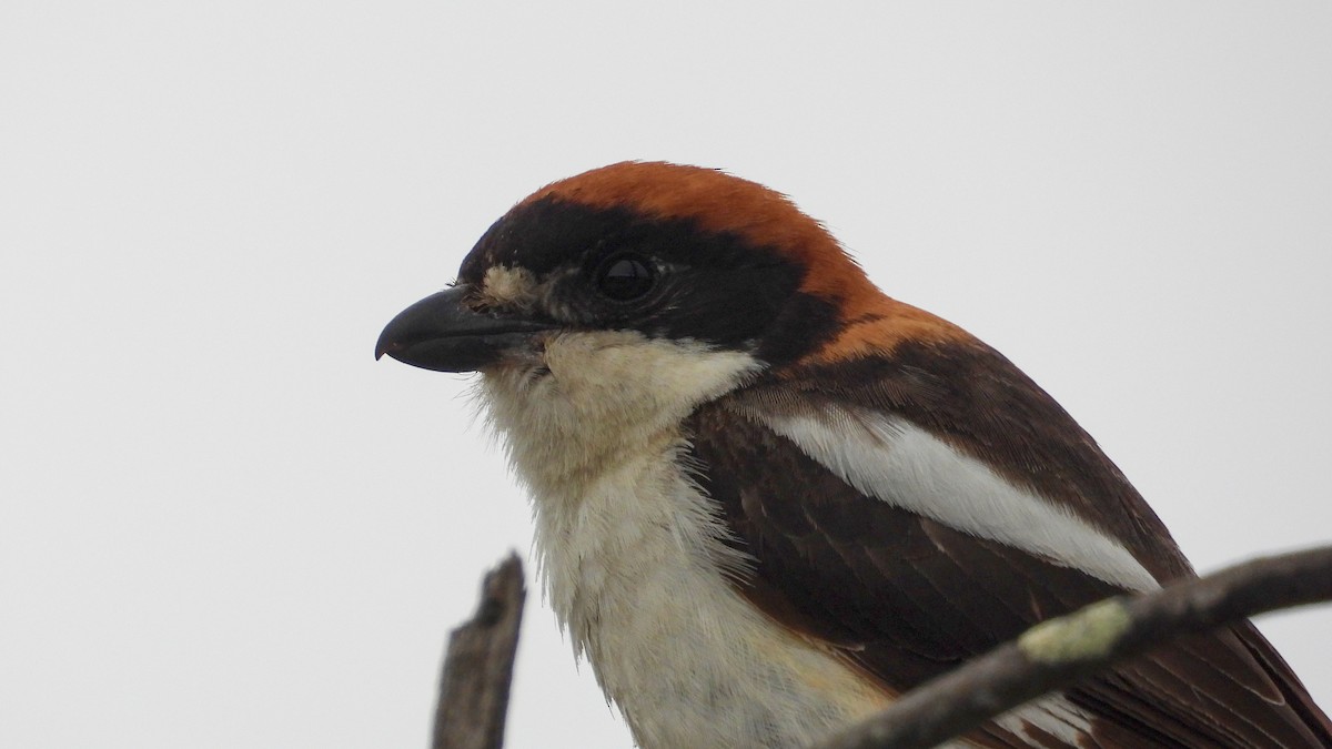 Woodchat Shrike - Patrik Spáčil