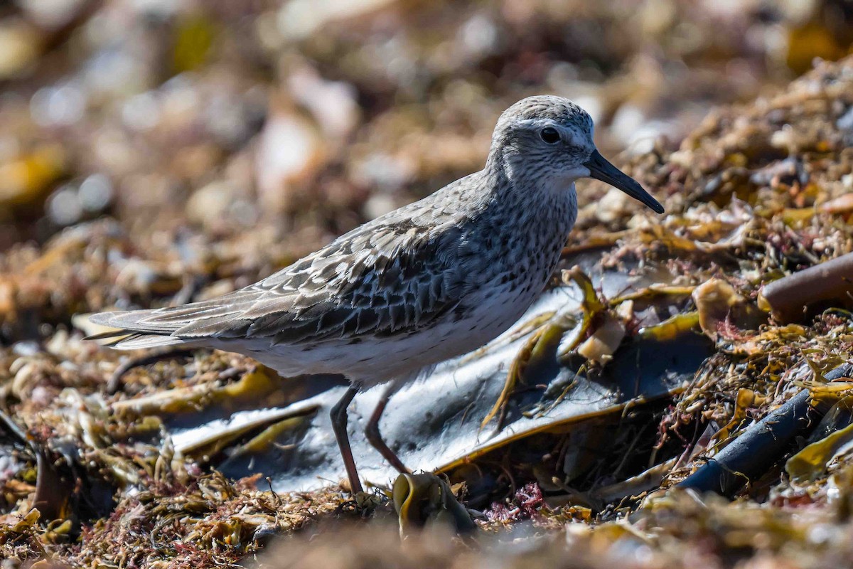 White-rumped Sandpiper - ML623705140