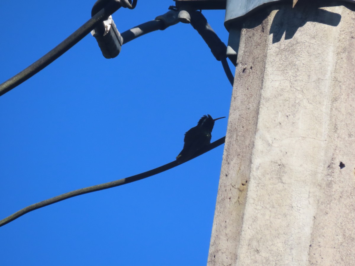 White-eared Hummingbird - ML623705150