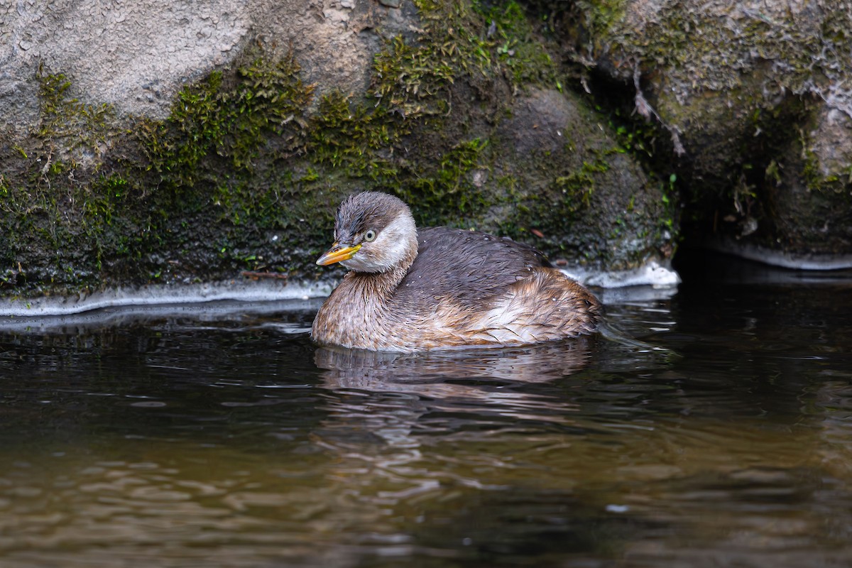 Little Grebe - ML623705161