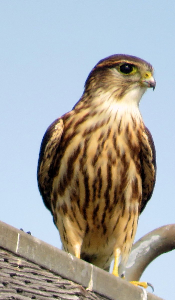 dřemlík tundrový - ML623705162