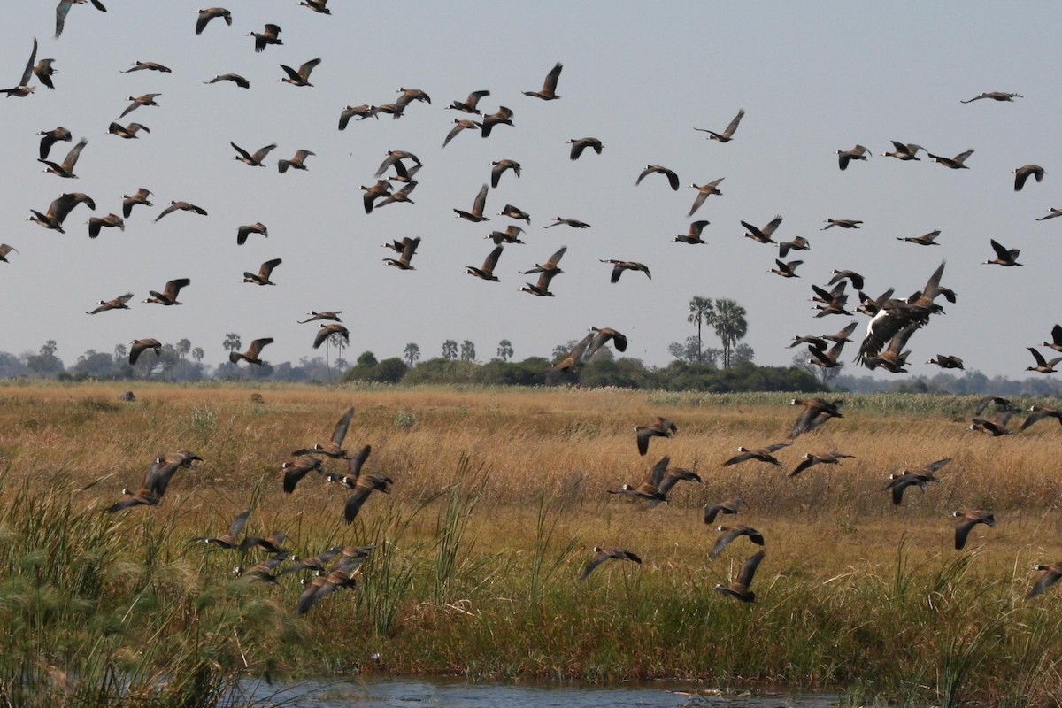 Spur-winged Goose - ML623705210