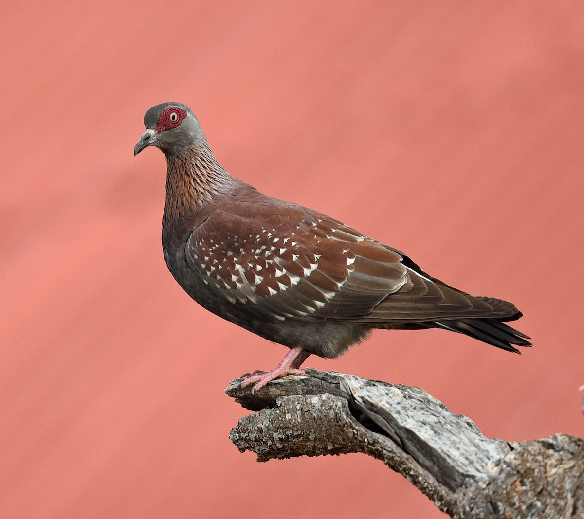 Speckled Pigeon - Barbara Strobino