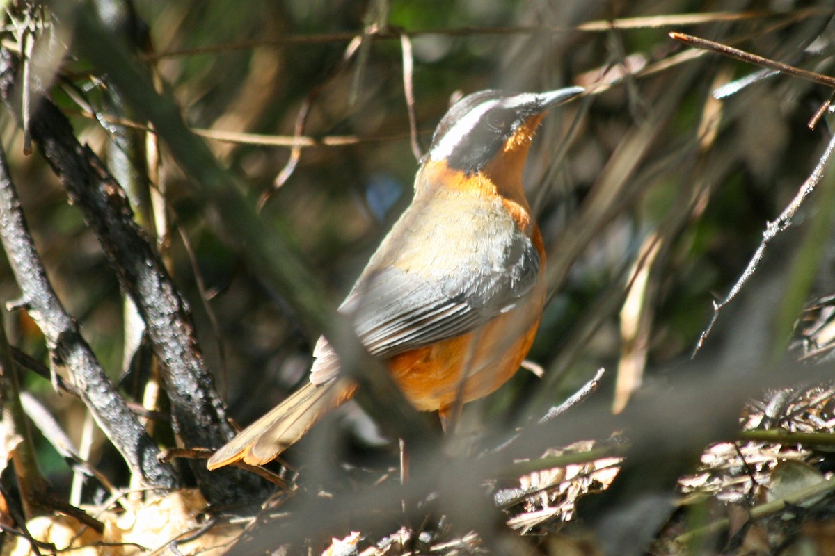 White-browed Robin-Chat - ML623705231