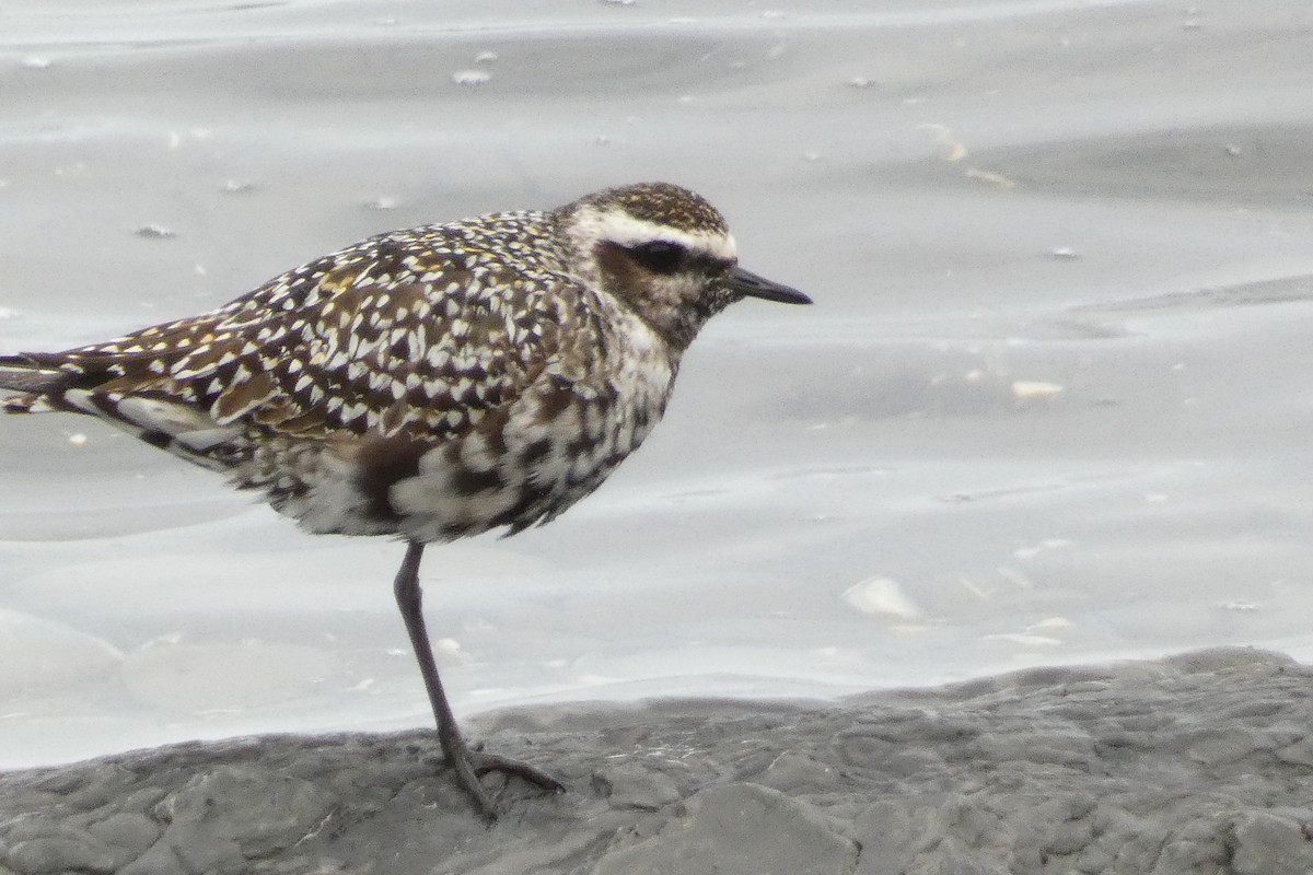 American Golden-Plover - ML623705265