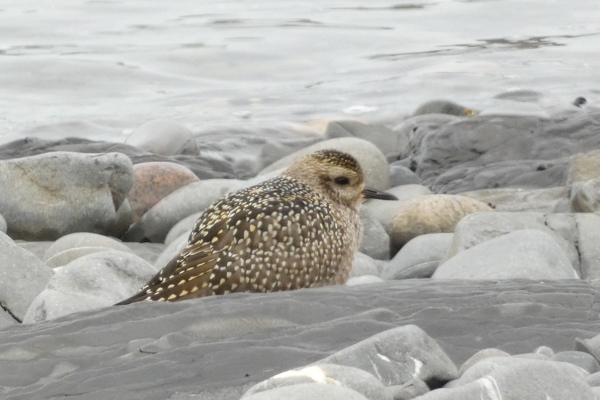 American Golden-Plover - ML623705267