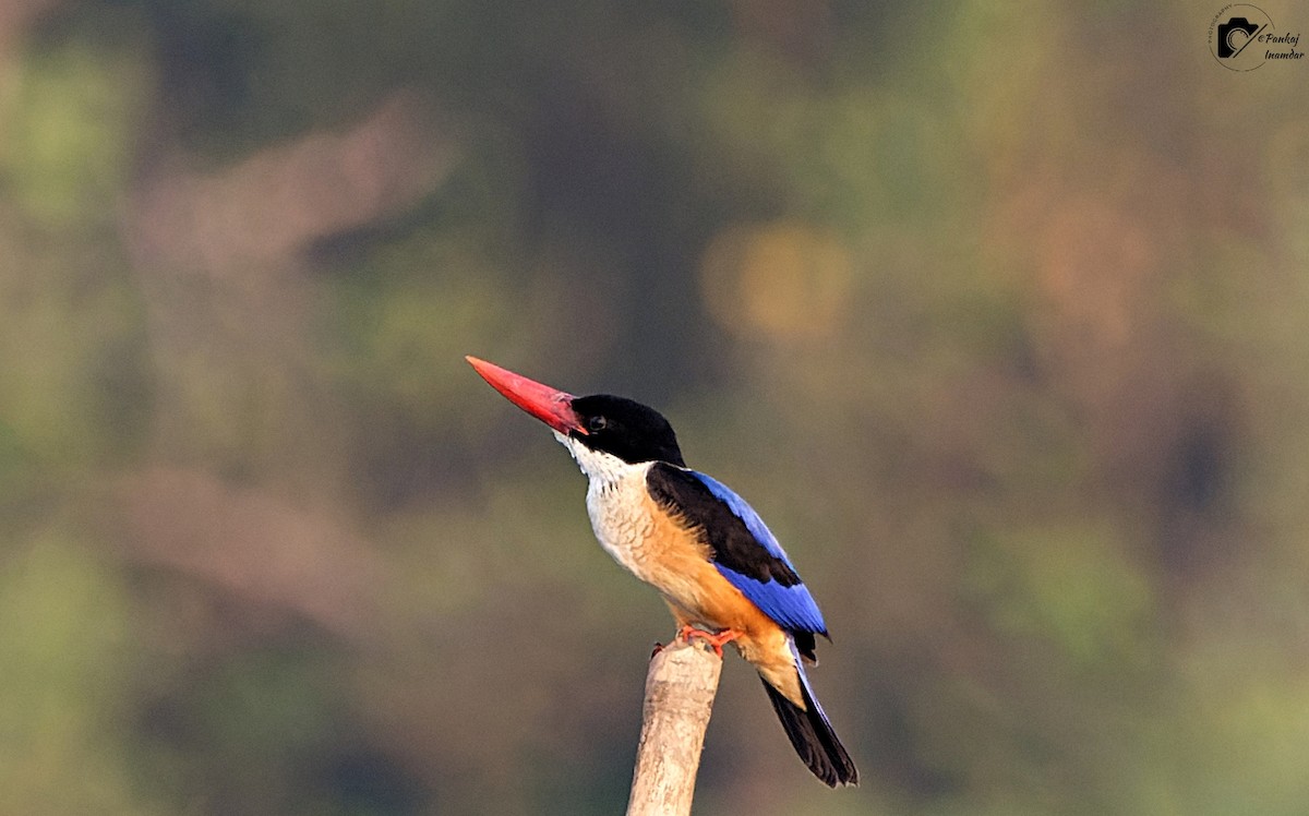 Black-capped Kingfisher - ML623705320