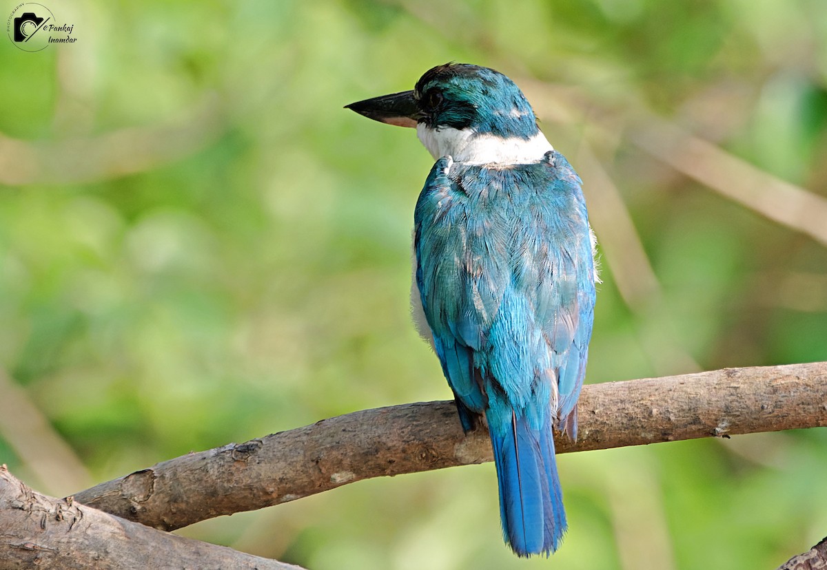 Collared Kingfisher - ML623705329