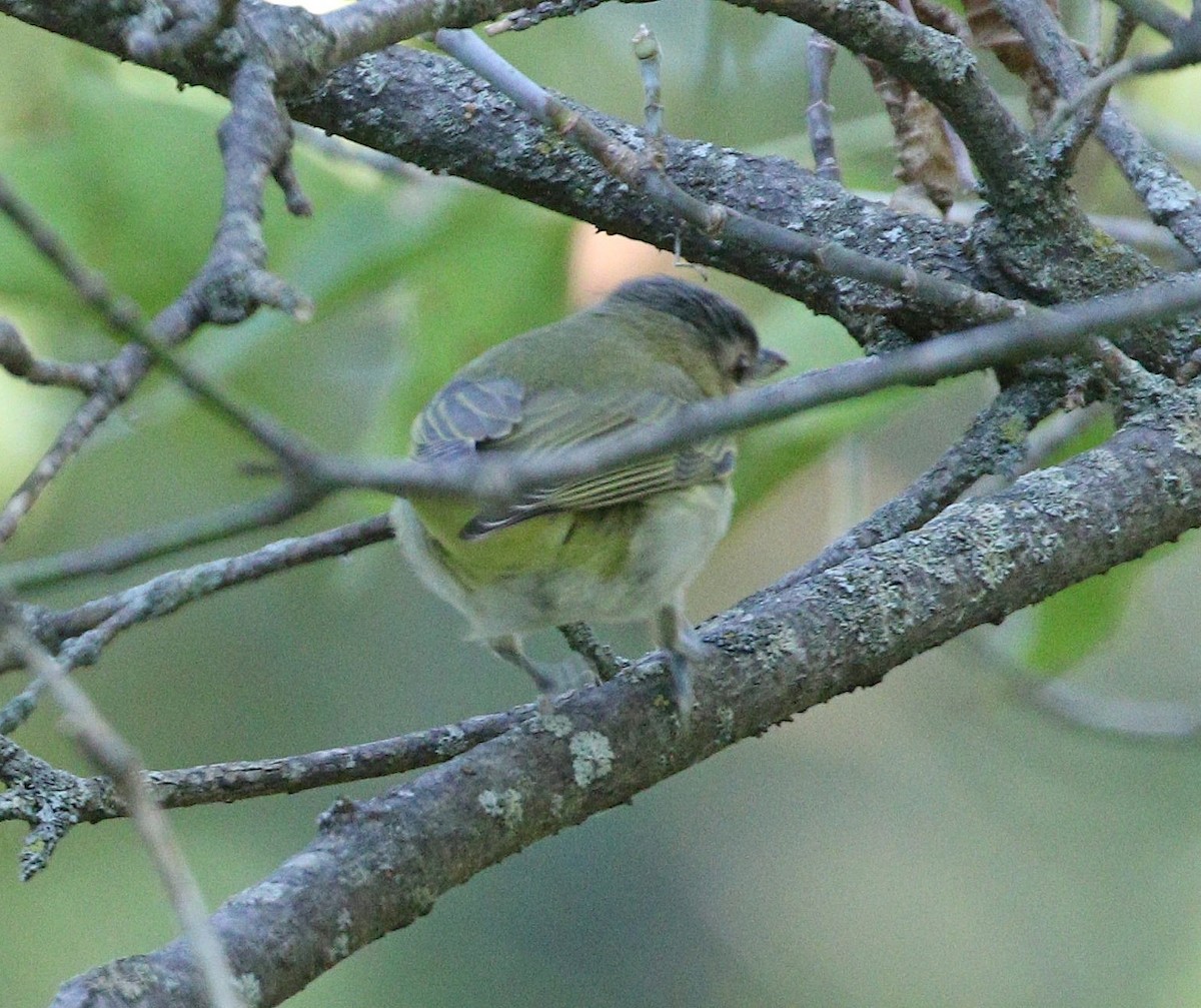 Vireo sp. - ML623705357