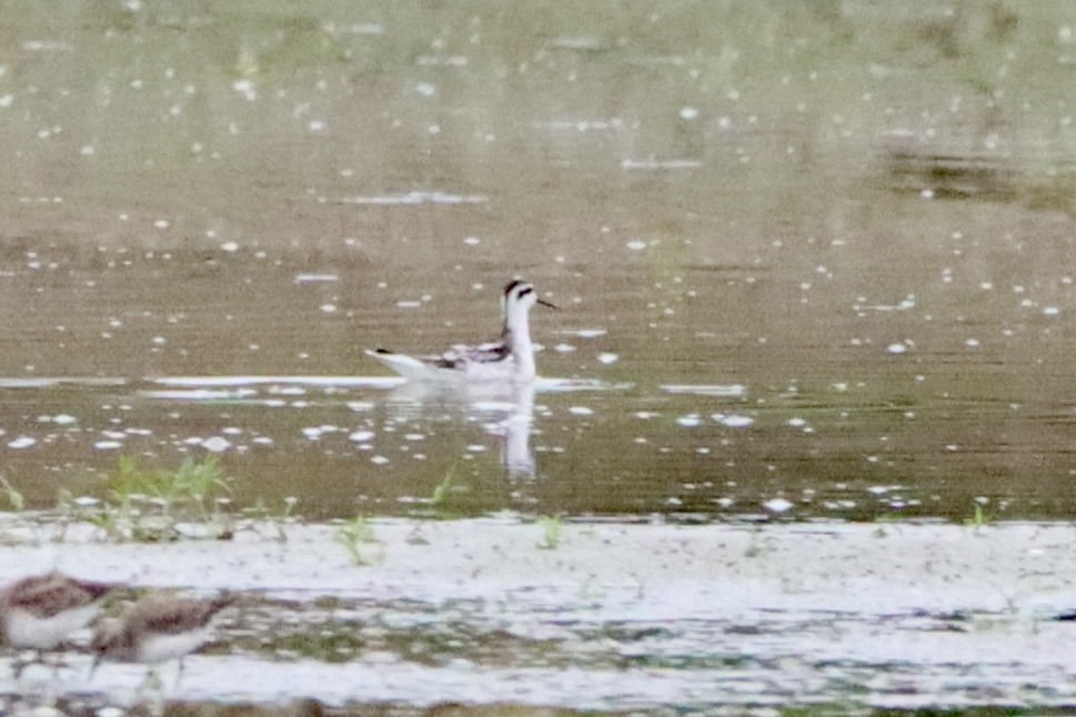 Red-necked Phalarope - Cullen Brown