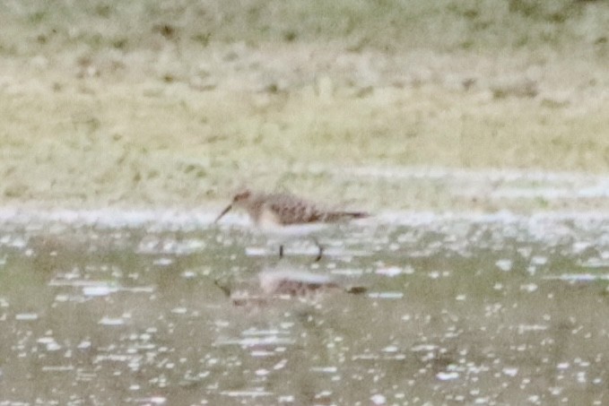 Baird's Sandpiper - ML623705386