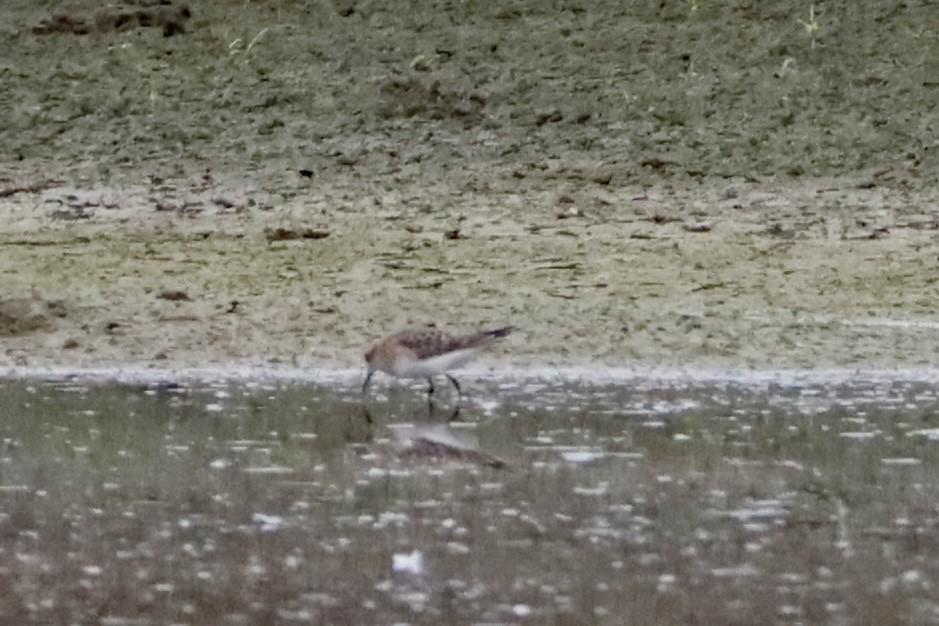 Baird's Sandpiper - Cullen Brown