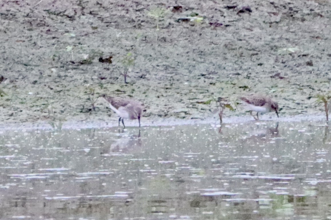 White-rumped Sandpiper - ML623705390