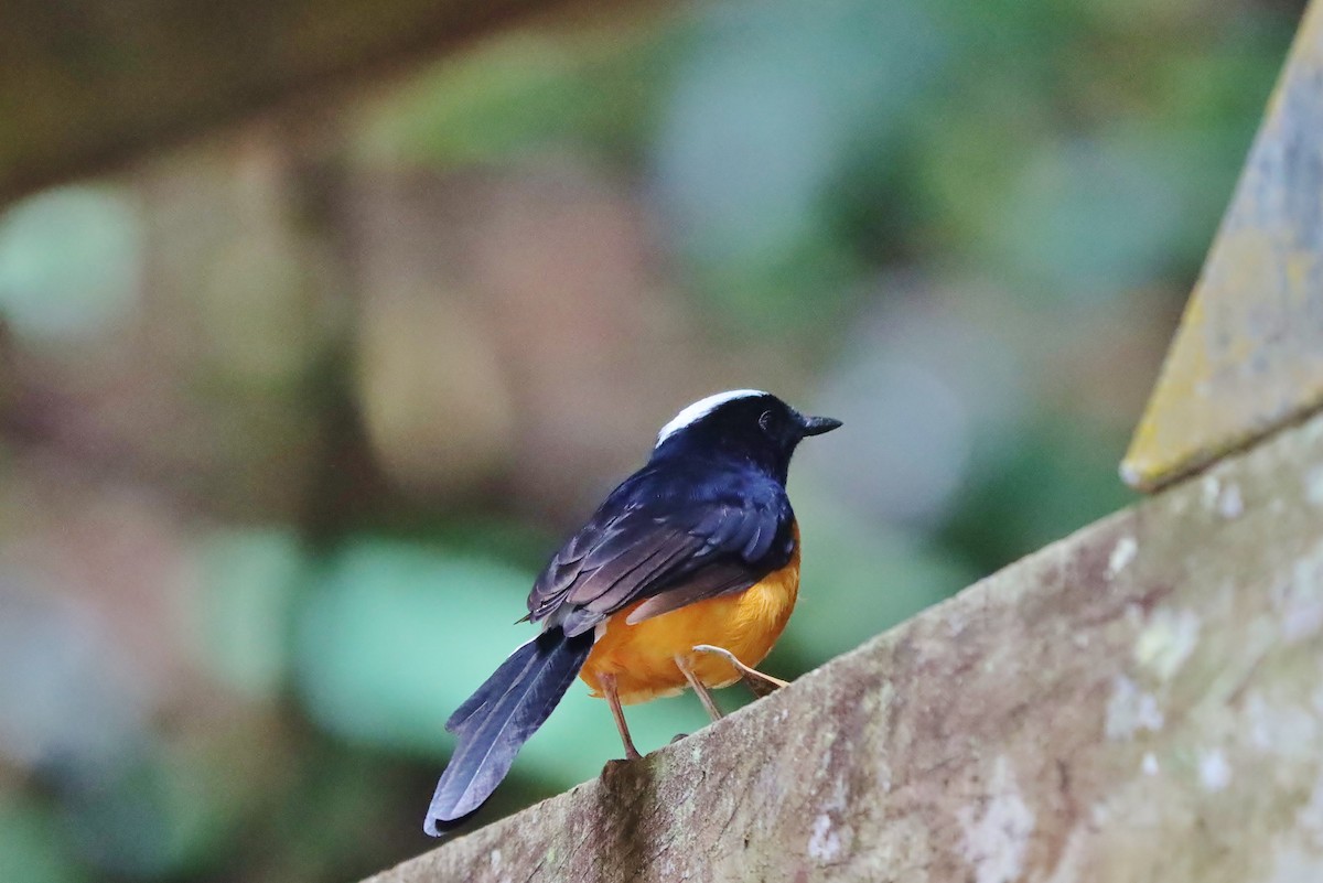 White-crowned Shama - Volker Lange