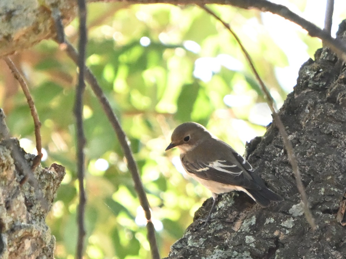 European Pied Flycatcher - ML623705437