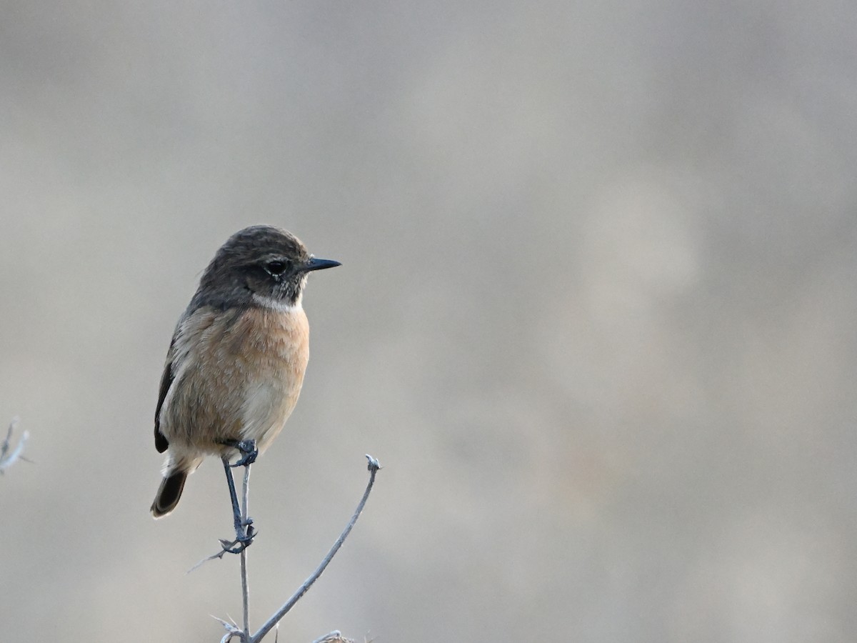 European Stonechat - ML623705440