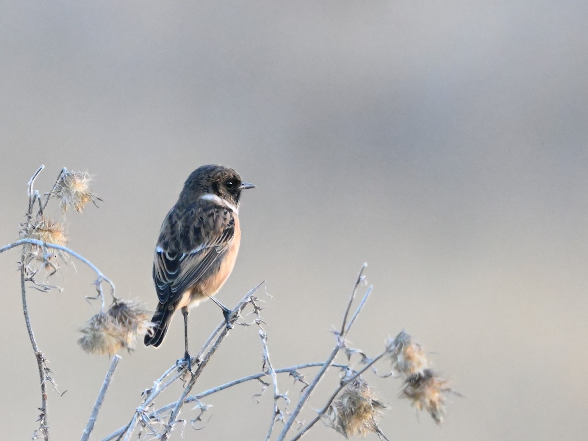 European Stonechat - ML623705441