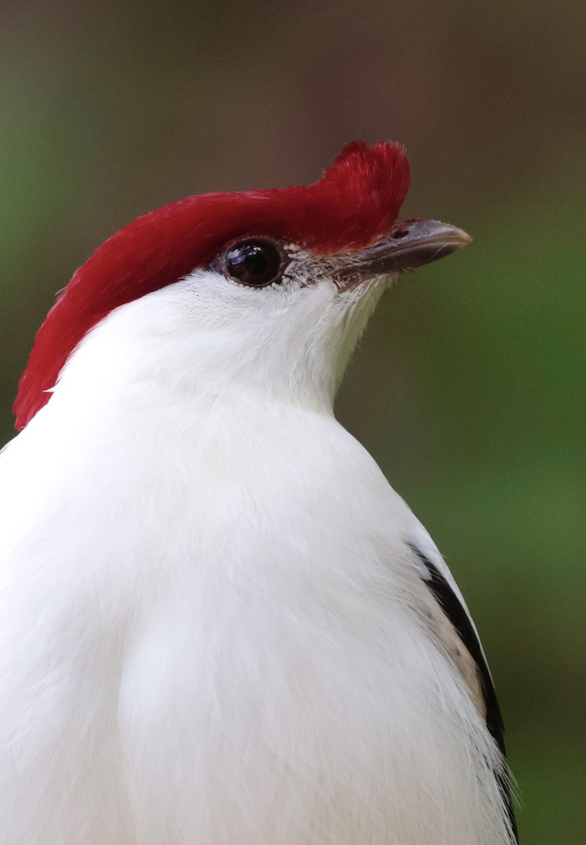 Araripe Manakin - ML623705447