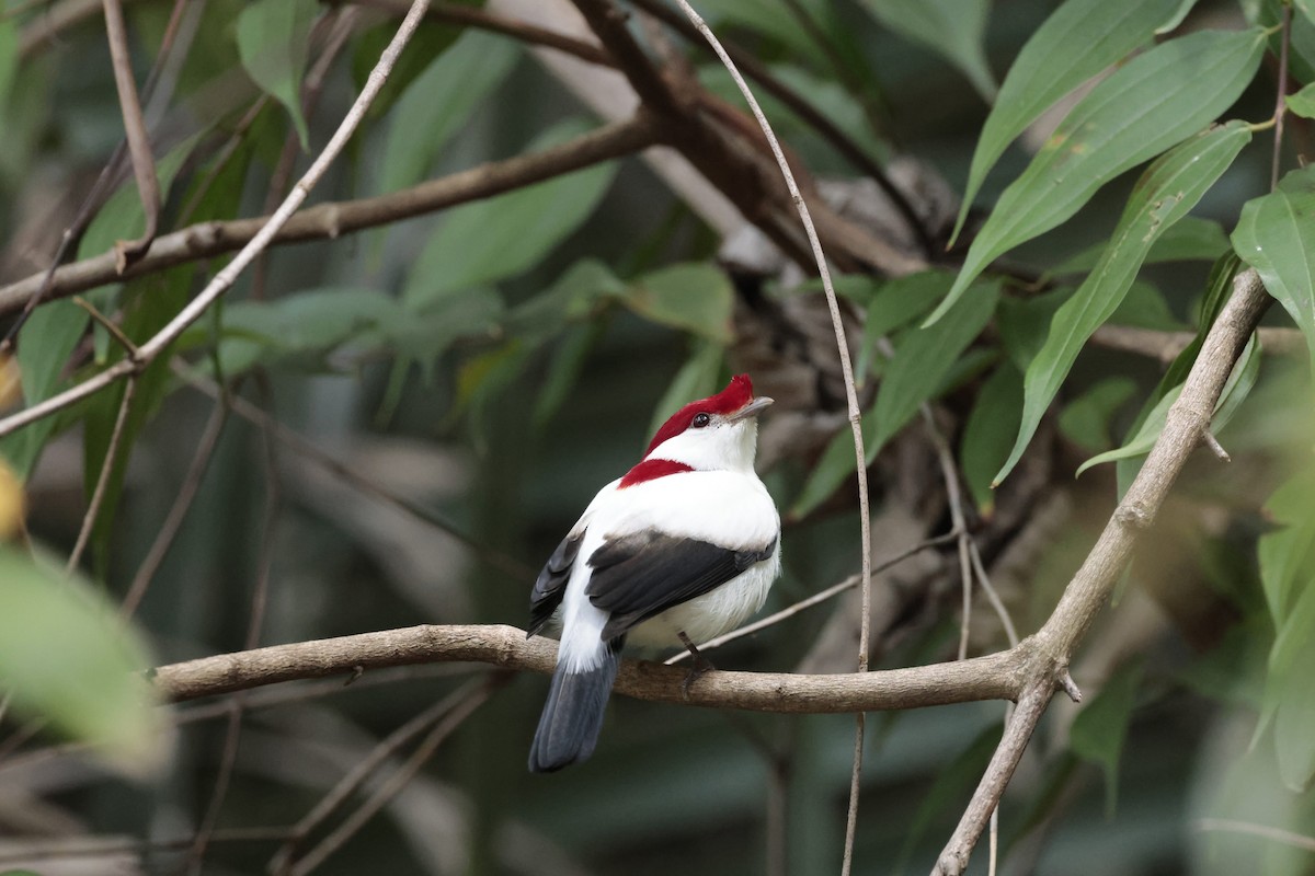 Araripe Manakin - ML623705448