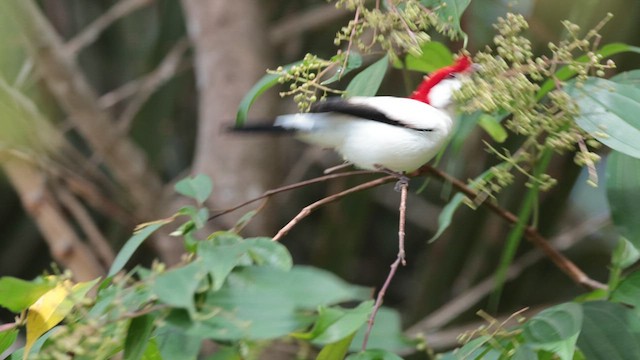 Araripe Manakin - ML623705449