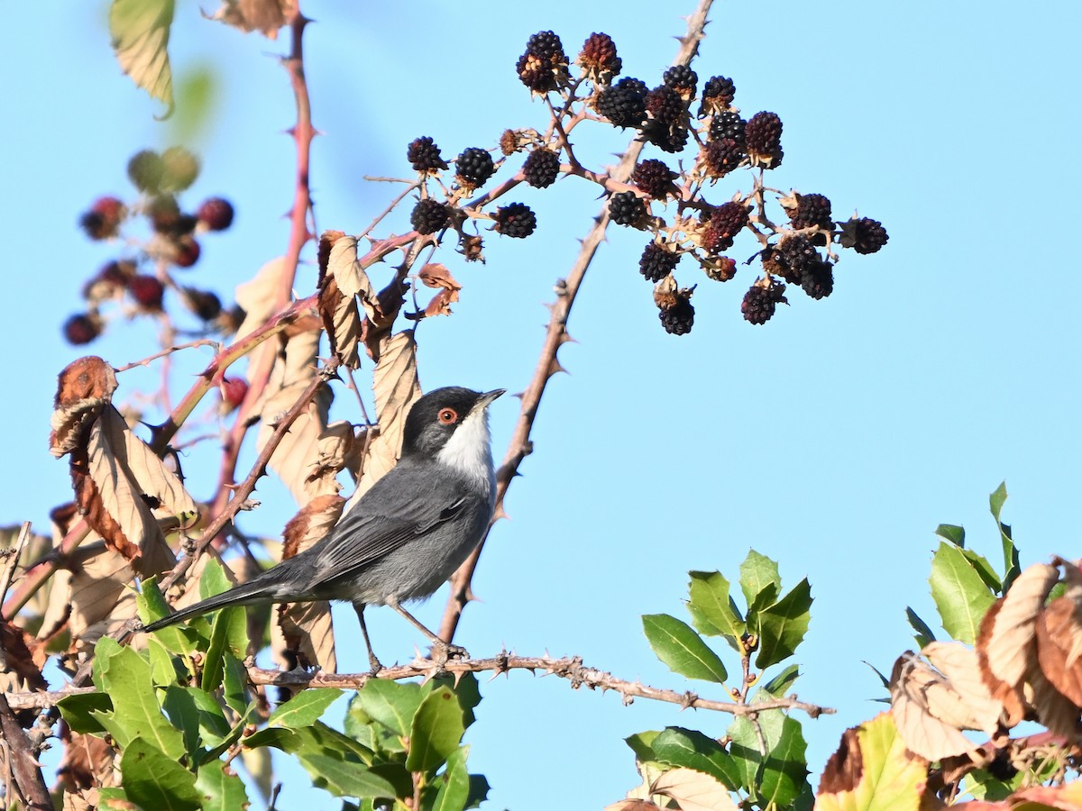 Sardinian Warbler - Manuel Espenica