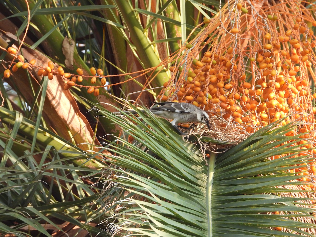 Long-tailed Mockingbird - ML623705460