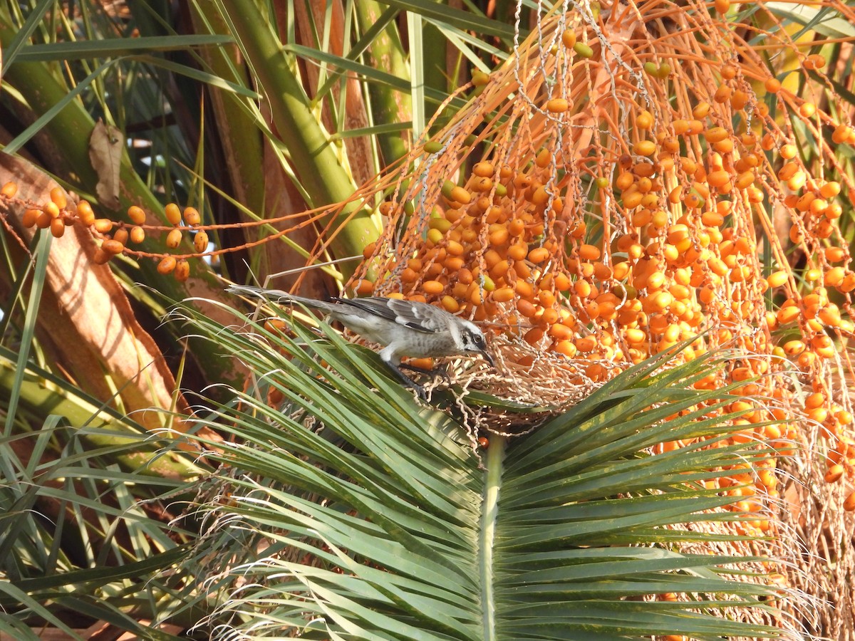 Long-tailed Mockingbird - ML623705461