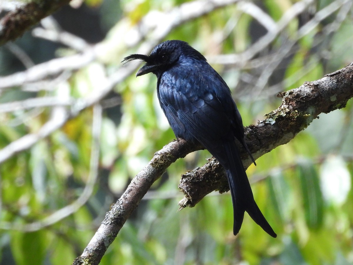 Drongo Malgache (forficatus) - ML623705527