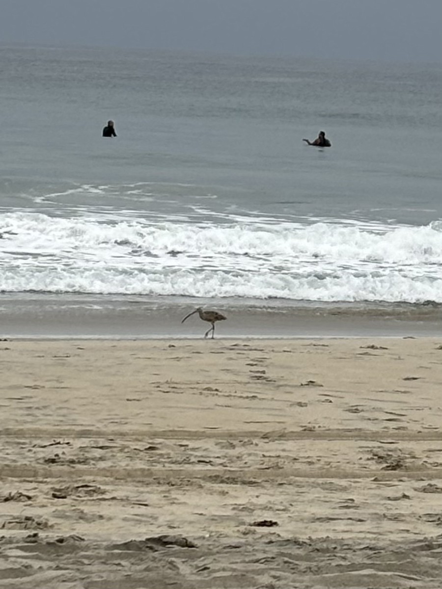 Long-billed Curlew - ML623705528