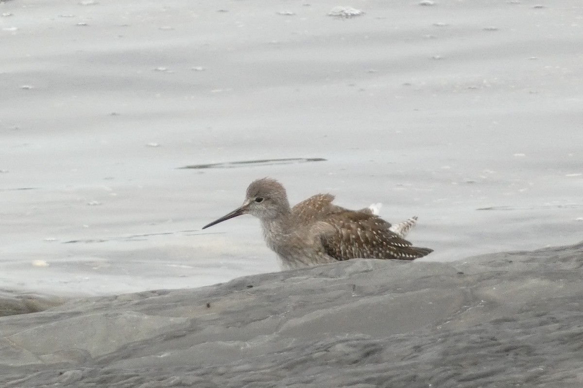 Lesser Yellowlegs - ML623705551