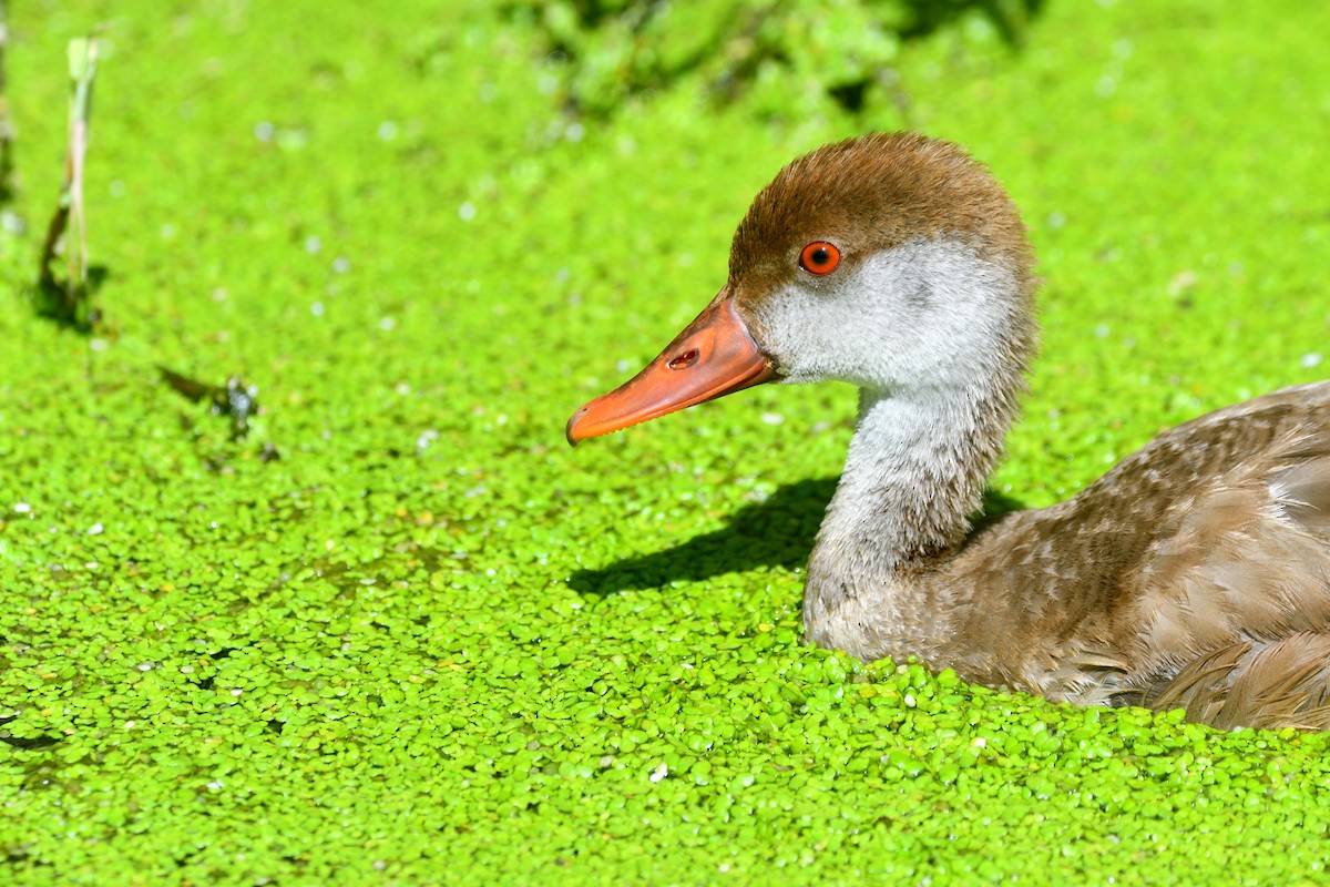 Red-crested Pochard - ML623705642