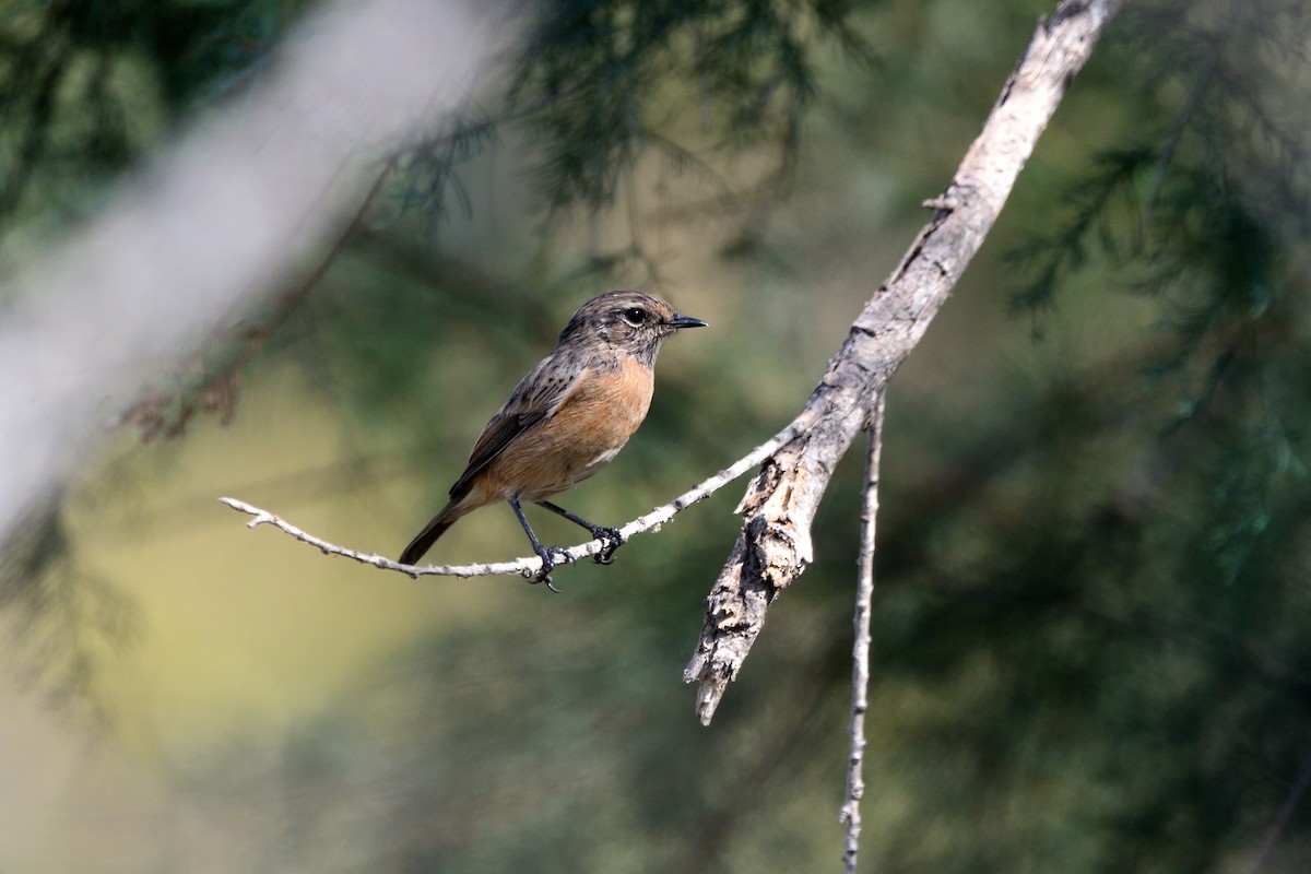 European Stonechat - ML623705649