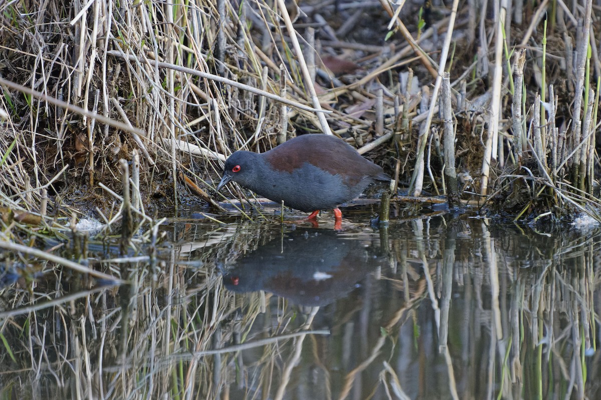 Polluela de Tongatapu - ML623705659