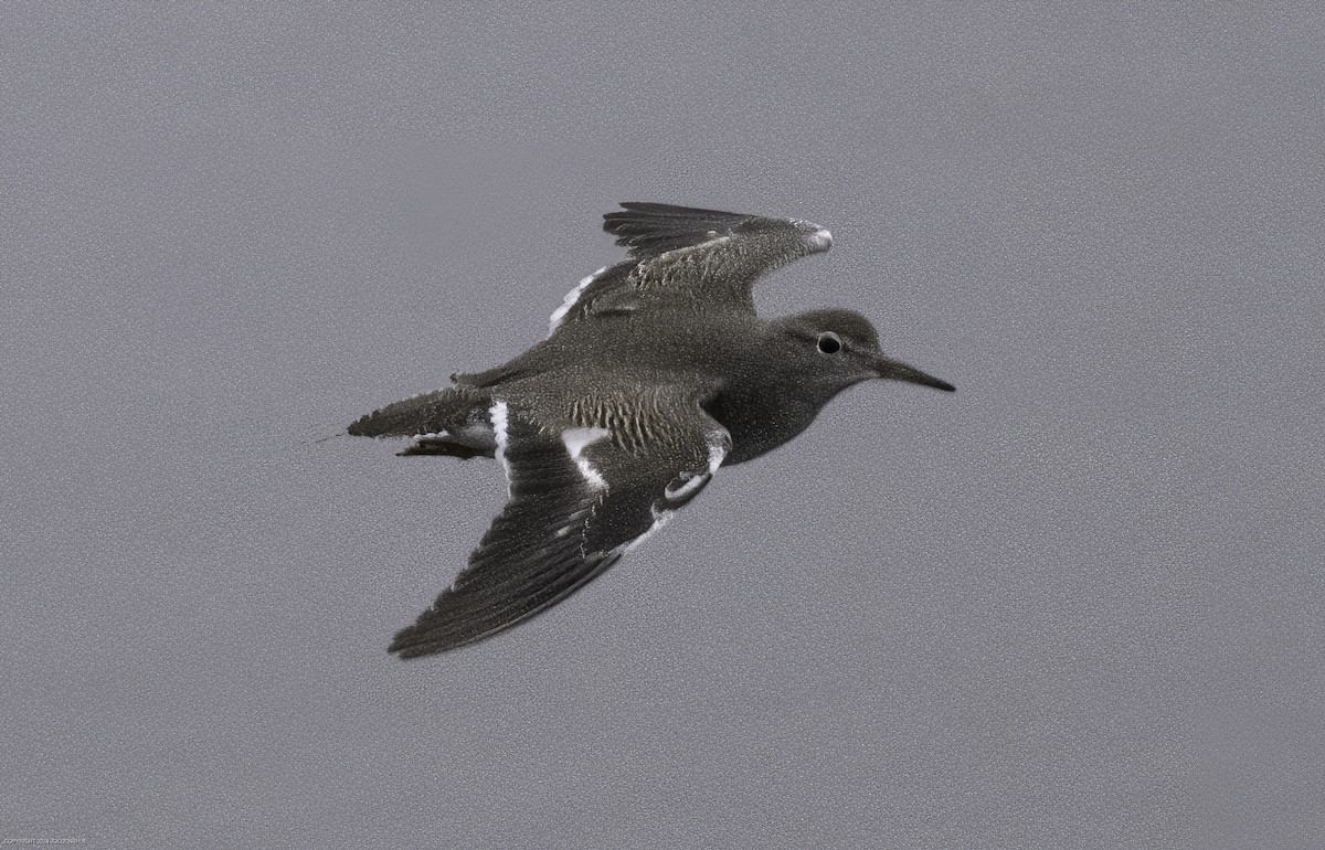 Spotted Sandpiper - Joe Donahue